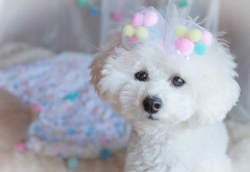 簡単10分 おめかしリボンや蝶ネクタイで気分転換 安くて可愛い愛犬用手作りチョーカー4種を紹介 わんクォール 簡単10分 おめかしリボンや蝶ネクタイで気分転換 安くて可愛い愛犬用手作りチョーカー4種を紹介 わんクォール