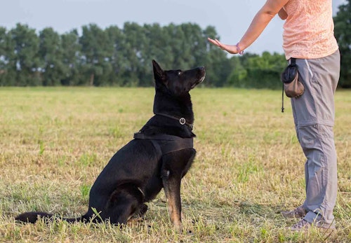 【獣医師監修】犬のしつけの基本とは？教える手順やタイミング、注意点について解説