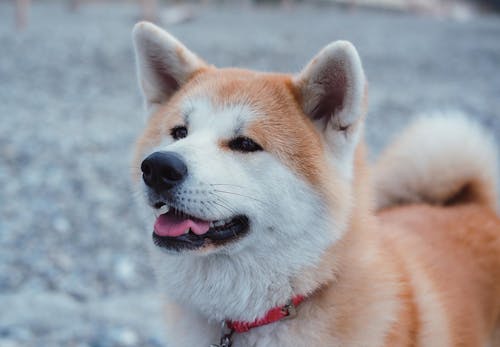 獣医師監修 犬にたけのこを食べさせても大丈夫 消化不良のリスクや与える際の注意点について解説 わんクォール