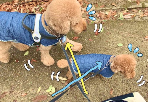 お悩み解消 お散歩上手のコツはリードにあり 人気犬マンガ家が安全な持ち方やオススメのリードさばきを解説 わんクォール お悩み解消 お散歩上手のコツはリードにあり 人気犬マンガ家が安全な持ち方やオススメのリードさばきを解説 わんクォール