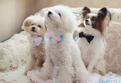 10分で完成 安くて可愛い愛犬用リボン 蝶ネクタイの作り方4選 チョーカータイプで着脱も簡単 わんクォール 10分で完成 安くて可愛い愛犬用リボン 蝶ネクタイの作り方4選 チョーカータイプで着脱も簡単 わんクォール