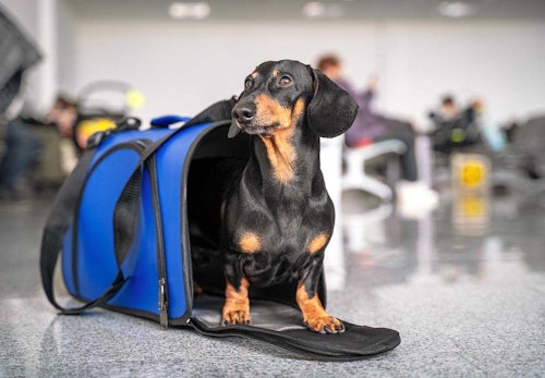 【獣医師監修】犬を飛行機に乗せる方法とは？知っておくべき注意点、航空会社ごとのルールと手続きの流れについて解説