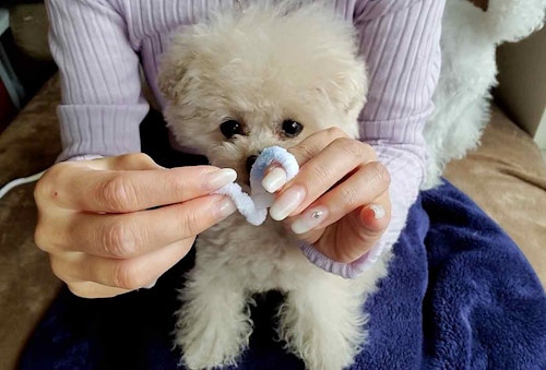 愛犬用指編み　リリアン編み