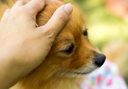 獣医師監修 犬の分離不安症とは 原因や問題行動への対処法 改善の仕方について解説 わんクォール 獣医師監修 犬の分離不安症とは 原因や問題行動への対処法 改善の仕方について解説 わんクォール