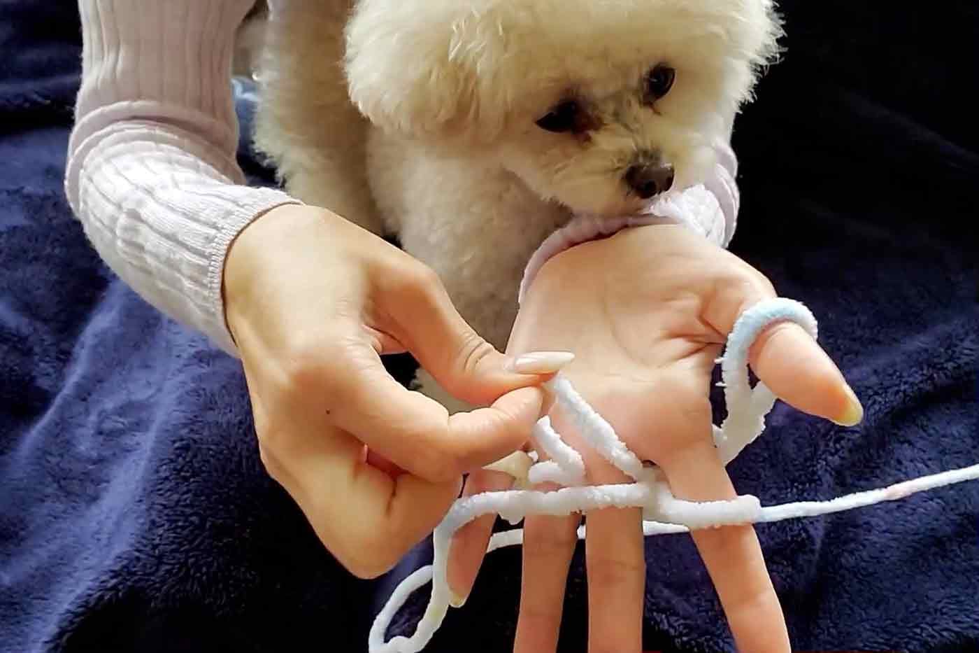 愛犬用指編み　リリアン編み