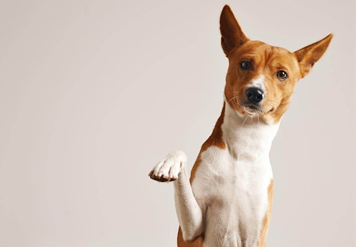 獣医師監修 犬のしつけの基本とは 教える手順やタイミング 注意点について解説 わんクォール