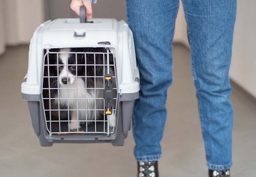 犬と電車に乗る際の注意点は 鉄道会社ごとのルールやマナー 準備すべきものなどについて解説 獣医師監修 わんクォール 犬と電車に乗る際の注意点は 鉄道会社ごとのルールやマナー 準備すべきものなどについて解説 獣医師監修 わんクォール