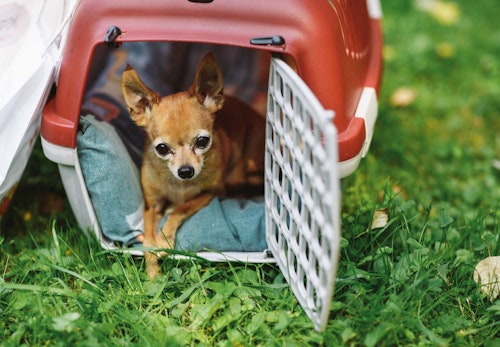 犬と電車に乗る際の注意点は 鉄道会社ごとのルールやマナー 準備すべきものなどについて解説 獣医師監修 わんクォール 犬と電車に乗る際の注意点は 鉄道会社ごとのルールやマナー 準備すべきものなどについて解説 獣医師監修 わんクォール
