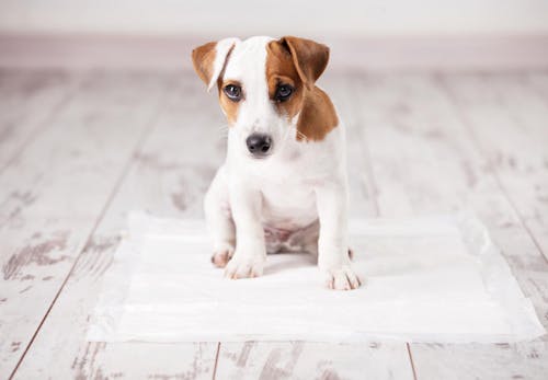 獣医師監修 犬のしつけの基本とは 教える手順やタイミング 注意点について解説 わんクォール