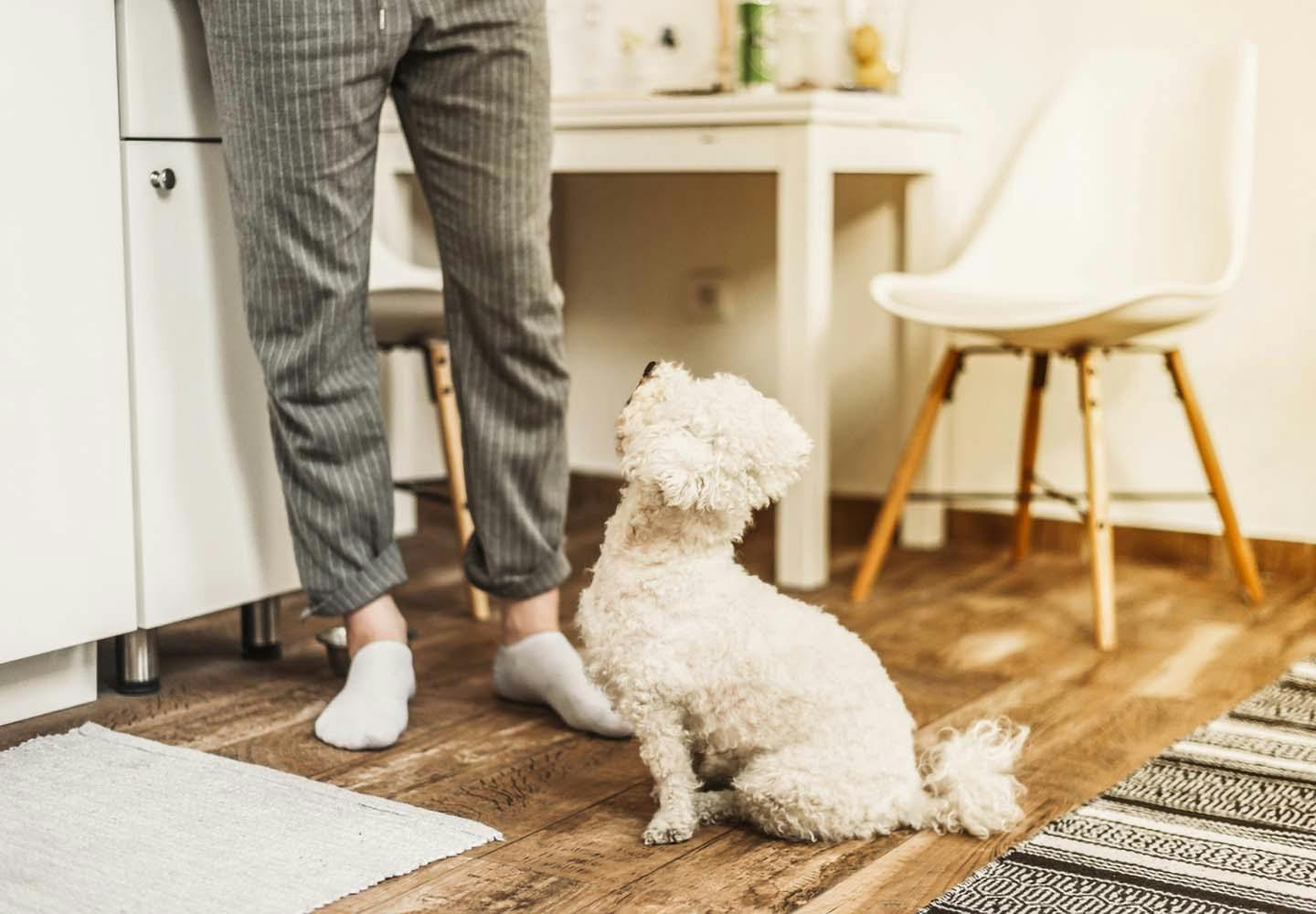 犬がうれしょんをする理由は 原因と対処法 興奮させないための飼い主の振る舞いについて解説 獣医師監修 わんクォール