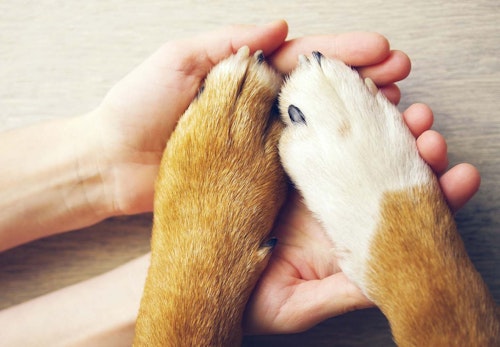 犬の十戒 は子犬を迎える前に必ず読んで 飼い主として知っておきたいその内容とは ペットロスを研究する大学教授監修 わんクォール 犬の十戒 は子犬を迎える前に必ず読んで 飼い主として知っておきたいその内容とは ペットロスを研究する大学教授監修 わんクォール