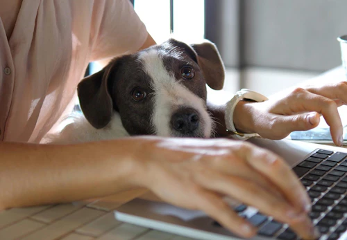 在宅ワークの天敵はまさかの愛犬 邪魔を防ぐ方法や必要なしつけを紹介 わんクォール 在宅ワークの天敵はまさかの愛犬 邪魔を防ぐ方法や必要なしつけを紹介 わんクォール