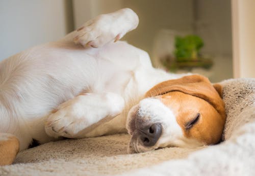 犬の発情期はいつから メスとオスの行動の違いや対処法 注意点について解説 獣医師監修 わんクォール 犬の発情期はいつから メスとオスの行動の違いや対処法 注意点について解説 獣医師監修 わんクォール