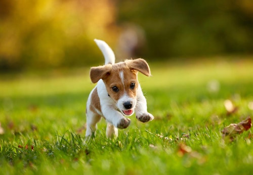 犬の発情期はいつから メスとオスの行動の違いや対処法 注意点について解説 獣医師監修 わんクォール 犬の発情期はいつから メスとオスの行動の違いや対処法 注意点について解説 獣医師監修 わんクォール