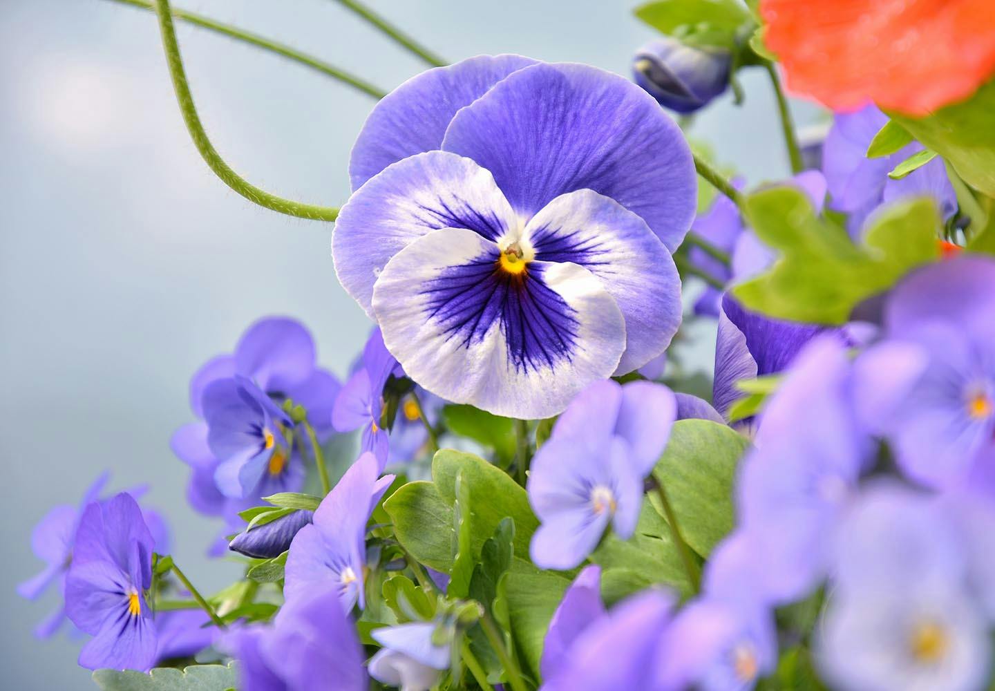 【獣医師監修】犬が食べると危険な花とは？誤食した時の対処法や散歩中の注意点を解説