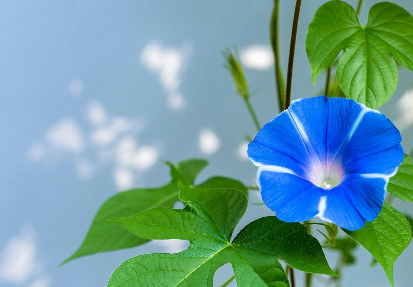 【獣医師監修】犬が食べると危険な花とは？誤食した時の対処法や散歩中の注意点を解説