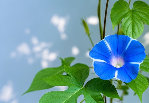 犬が食べると危険な花とは 誤食した時の対処法や散歩中の注意点を解説 獣医師監修 わんクォール