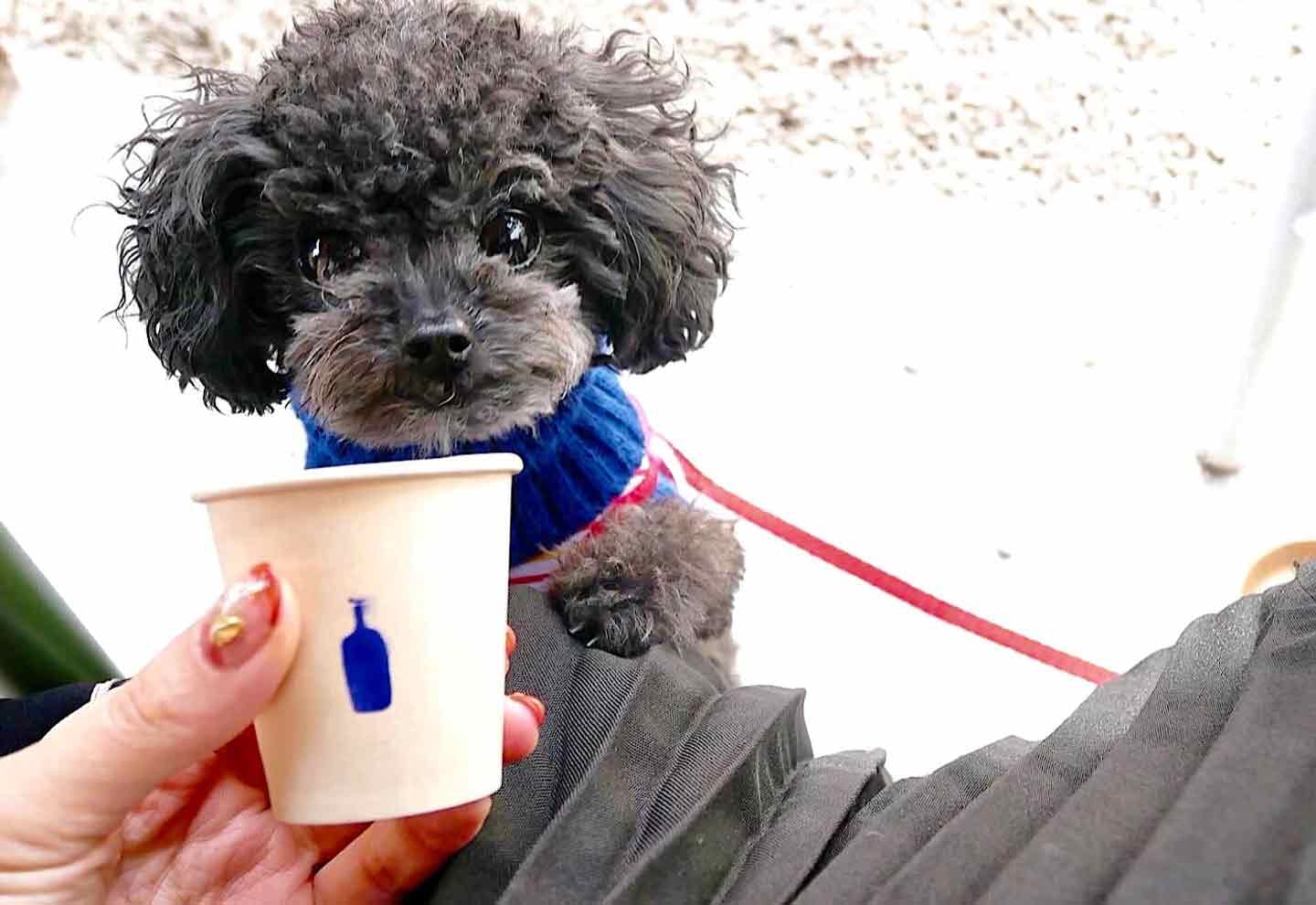 Blue Bottle Coffee 京都　愛犬にサービス