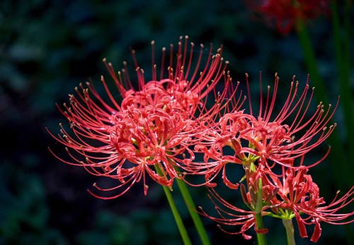 犬が食べると危険な花とは 誤食した時の対処法や散歩中の注意点を解説 獣医師監修 わんクォール
