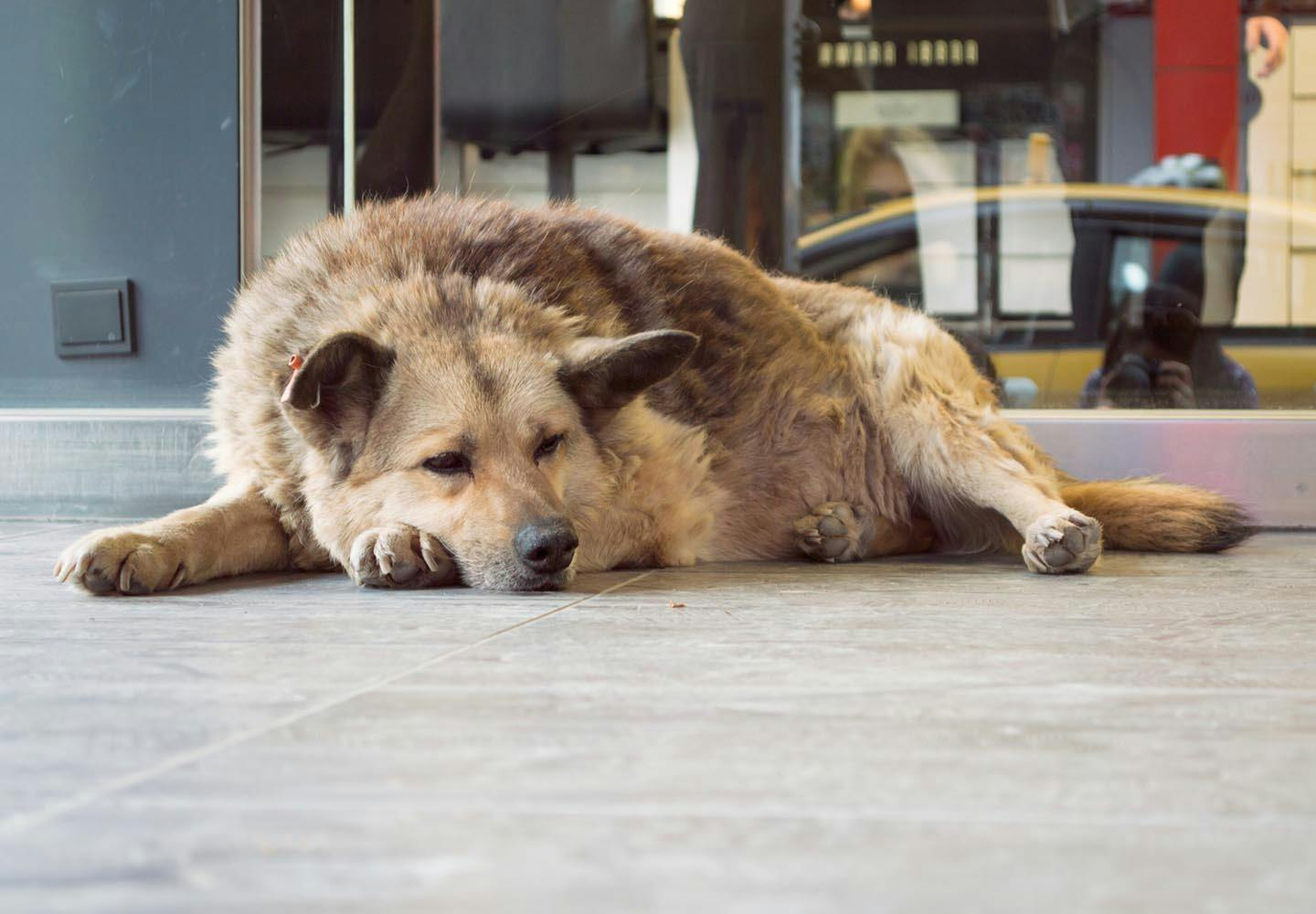 犬がティッシュを食べると危険 知っておきたい対処法や予防策を解説 獣医師監修 Communication コミュニケーション わんクォール