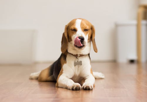 犬が床を舐める理由とは 行動の裏にある心理と対処法について解説 獣医師監修 わんクォール 犬が床を舐める理由とは 行動の裏にある心理と対処法について解説 獣医師監修 わんクォール