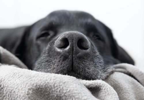 犬のひげは切っても問題ない カットする際の注意点やどんな役割があるのかについて解説 獣医師監修 わんクォール 犬のひげは切っても問題ない カットする際の注意点やどんな役割があるのかについて解説 獣医師監修 わんクォール