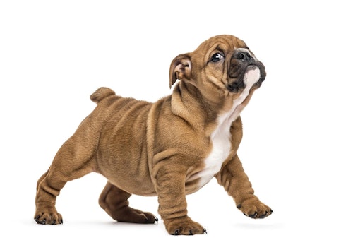 子犬が甘噛みする理由は 噛み癖を直すしつけと悪化させる飼い主のng行動を解説 獣医師監修 わんクォール 子犬が甘噛みする理由は 噛み癖を直すしつけと悪化させる飼い主のng行動を解説 獣医師監修 わんクォール