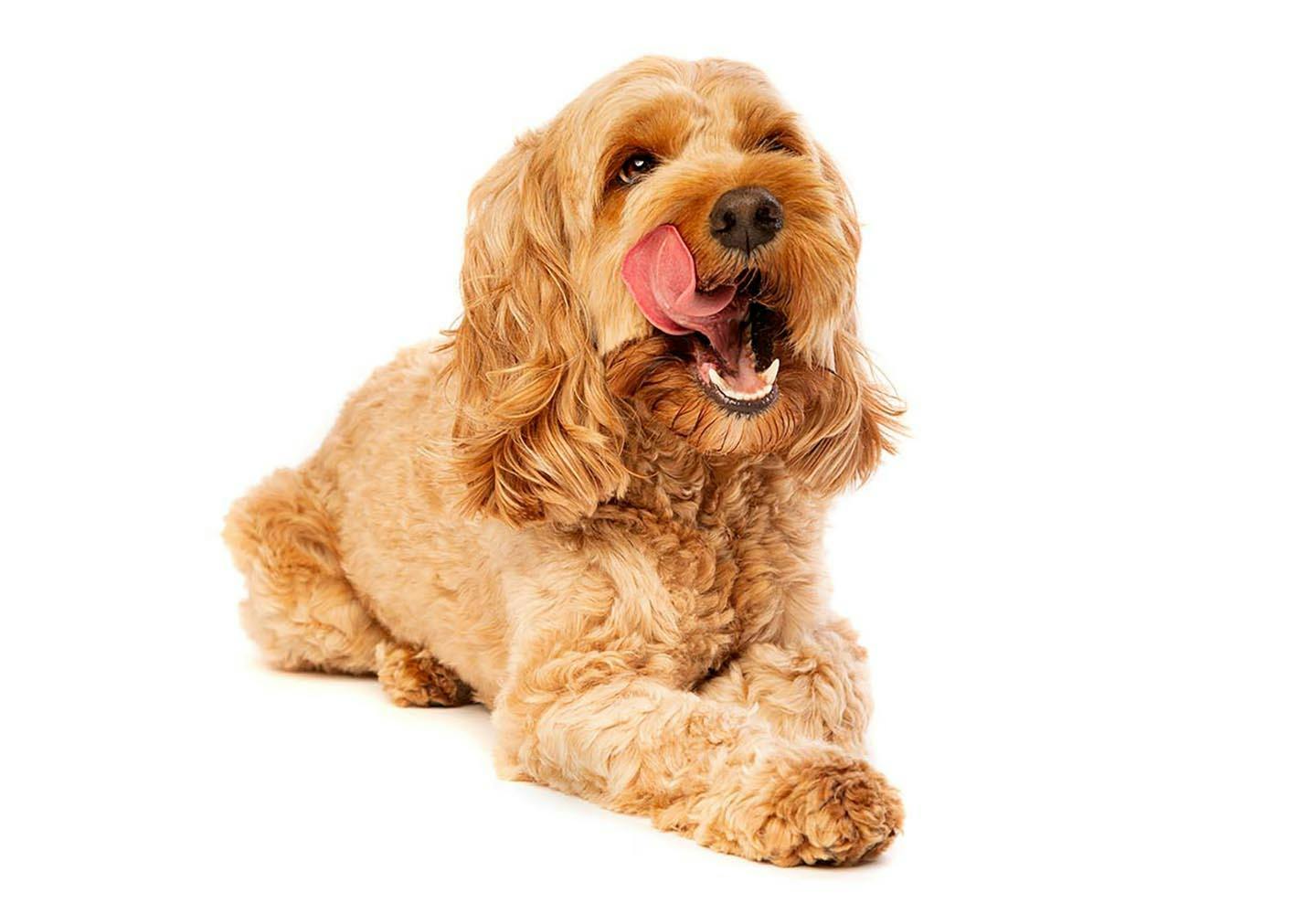 獣医師監修 ミックス犬の特徴とは 雑種犬との違いや種類 飼い方のコツなどを解説 用語集 わんクォール