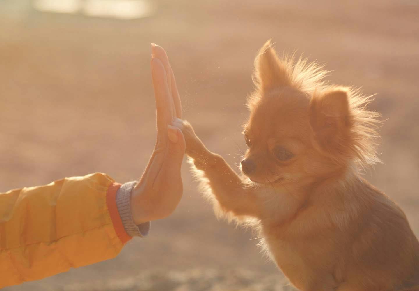 犬の十戒 は子犬を迎える前に必ず読んで 飼い主として知っておきたいその内容とは ペットロスを研究する大学教授監修 Communication コミュニケーション わんクォール