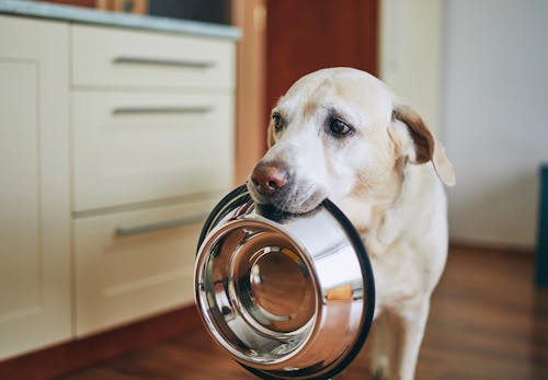 在宅勤務中に愛犬が肥満になってない おやつのおねだり 盗み食いへの対処法と必要なしつけを教えます わんクォール