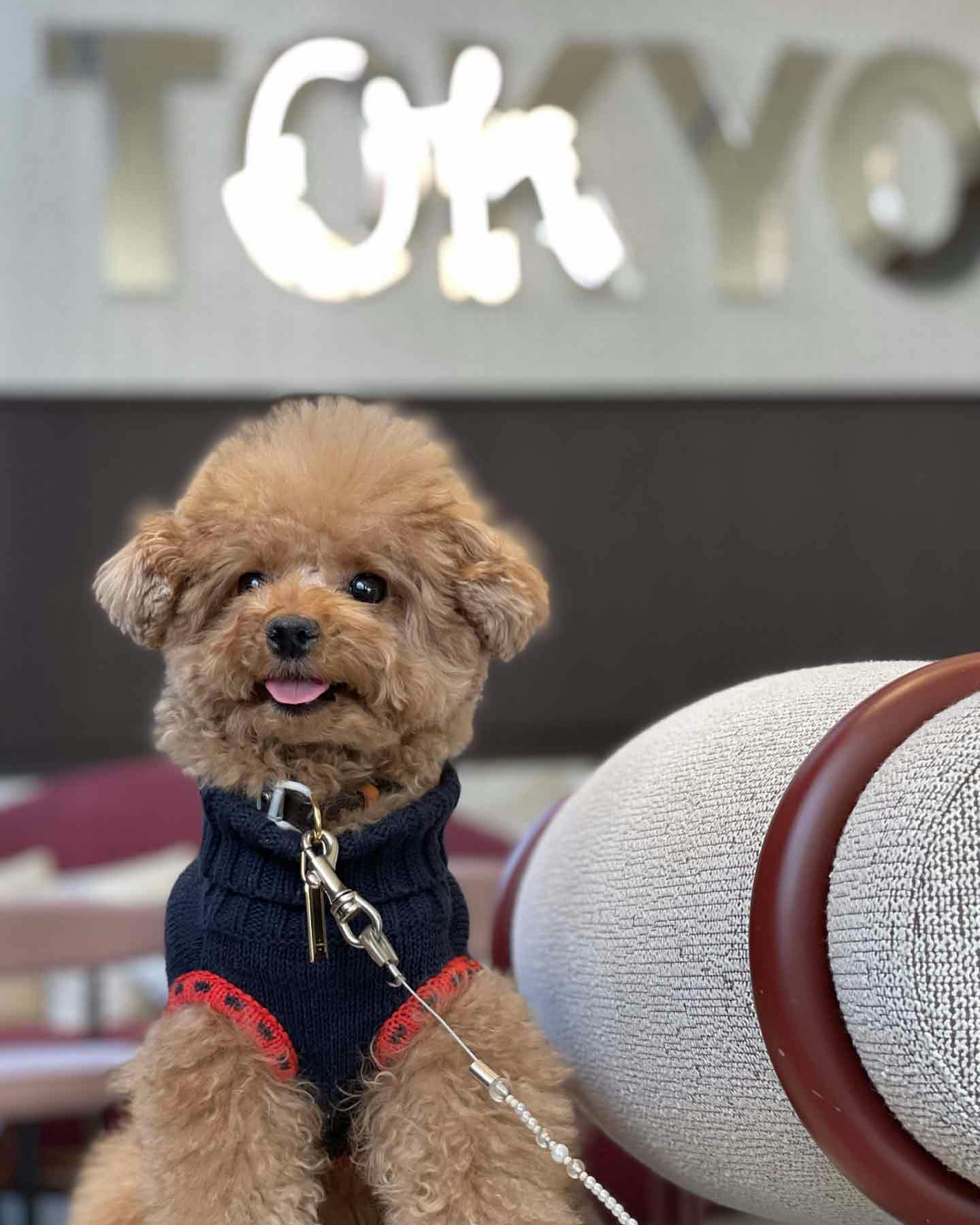 キンプトン新宿東京　ザ・ジョーンズ カフェ&バー　愛犬映える