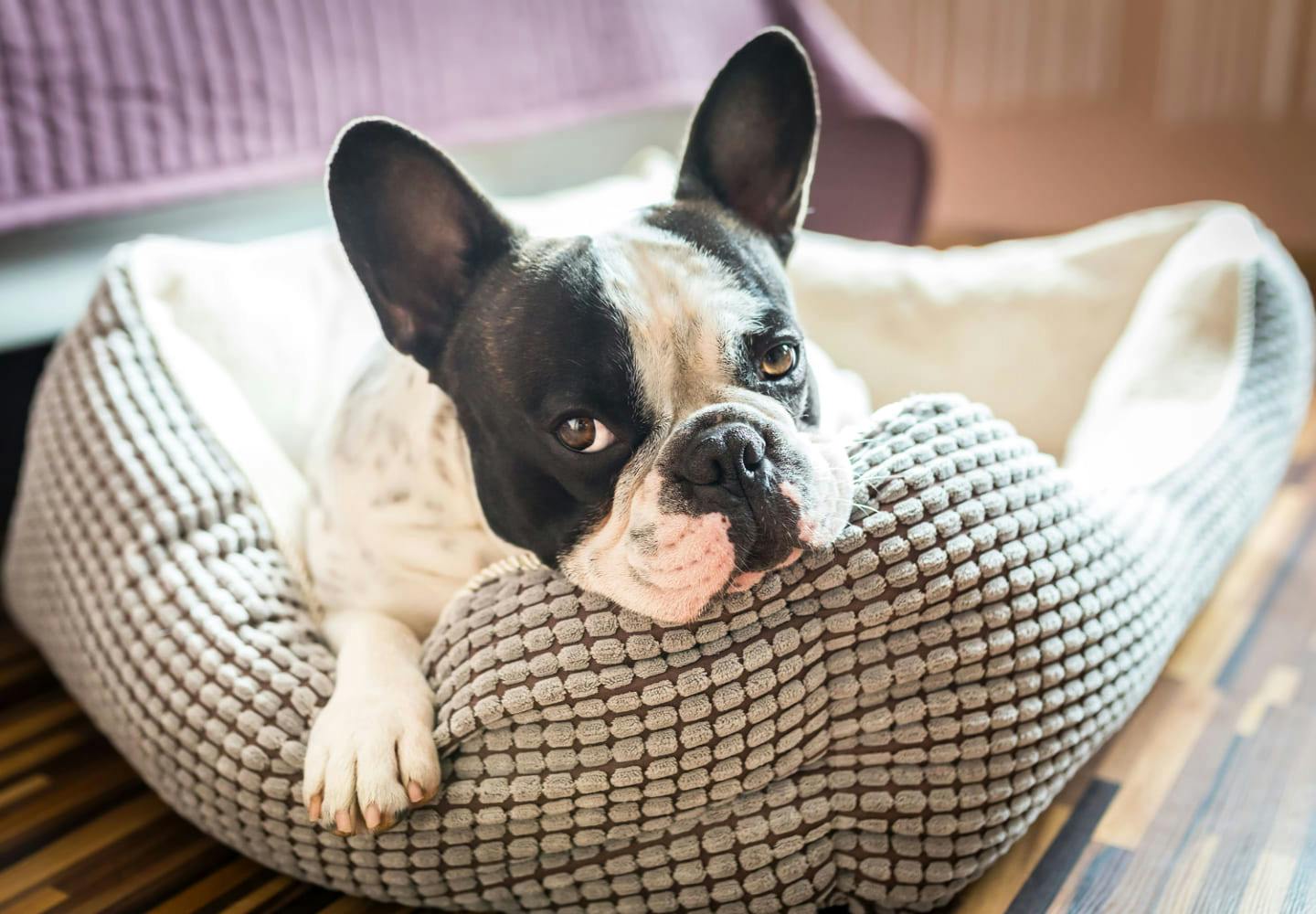 甘えん坊すぎる犬って問題なの 対処法と注意点 分離不安症との違いについても解説 獣医師監修 Living リビング わんクォール