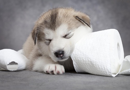 犬がティッシュを食べると危険 知っておきたい対処法や予防策を解説 獣医師監修 わんクォール 犬がティッシュを食べると危険 知っておきたい対処法や予防策を解説 獣医師監修 わんクォール