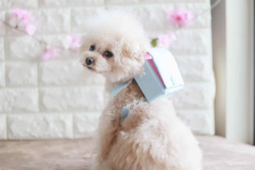 簡単15分 ピカピカの1年生 牛乳パックで愛犬用ミニランドセル風の小物入れをエコに手作り わんクォール 簡単15分 ピカピカの1年生 牛乳パックで愛犬用ミニランドセル風の小物入れをエコに手作り わんクォール