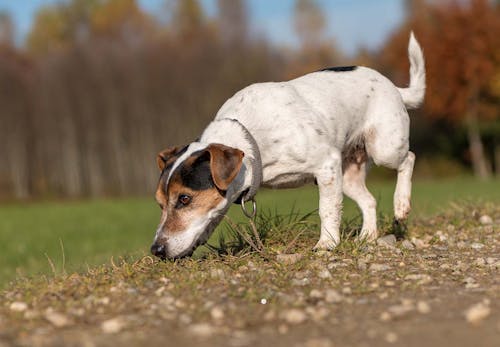 犬が散歩中に匂いを嗅ぐのはなぜ 謎の行動の理由を獣医師に聞いてみた わんクォール 犬が散歩中に匂いを嗅ぐのはなぜ 謎の行動の理由を獣医師に聞いてみた わんクォール