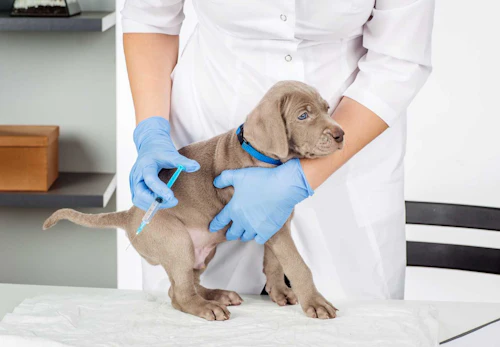 犬のアレルギー検査は必要 手順や料金などについて解説 獣医師監修 わんクォール 犬のアレルギー検査は必要 手順や料金などについて解説 獣医師監修 わんクォール