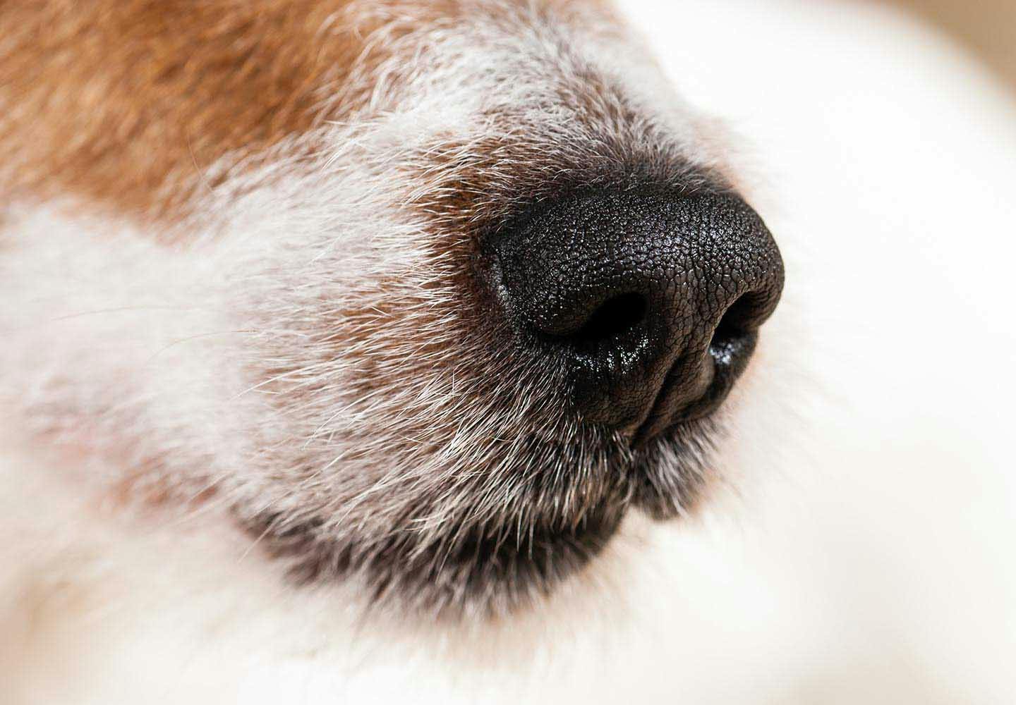 犬が散歩中に匂いを嗅ぐのはなぜ 謎の行動の理由を獣医師に聞いてみた Communication コミュニケーション わんクォール
