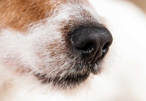 犬が散歩中に匂いを嗅ぐのはなぜ 謎の行動の理由を獣医師に聞いてみた わんクォール