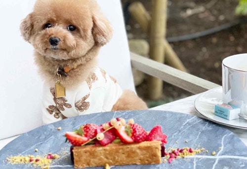 原宿 表参道 犬連れokカフェ レストラン3選 代々木公園の散歩や周辺ランチに わんクォール 原宿 表参道 犬連れokカフェ レストラン3選 代々木公園の散歩や周辺ランチに わんクォール