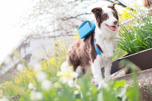 簡単15分 ピカピカの1年生 牛乳パックで愛犬用ミニランドセル風の小物入れをエコに手作り わんクォール 簡単15分 ピカピカの1年生 牛乳パックで愛犬用ミニランドセル風の小物入れをエコに手作り わんクォール