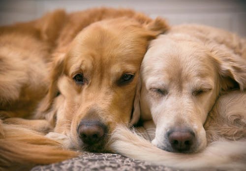 犬の多頭飼いって大変 注意点と必要な準備 相性や先住犬へのケアなどについて解説 獣医師監修 わんクォール