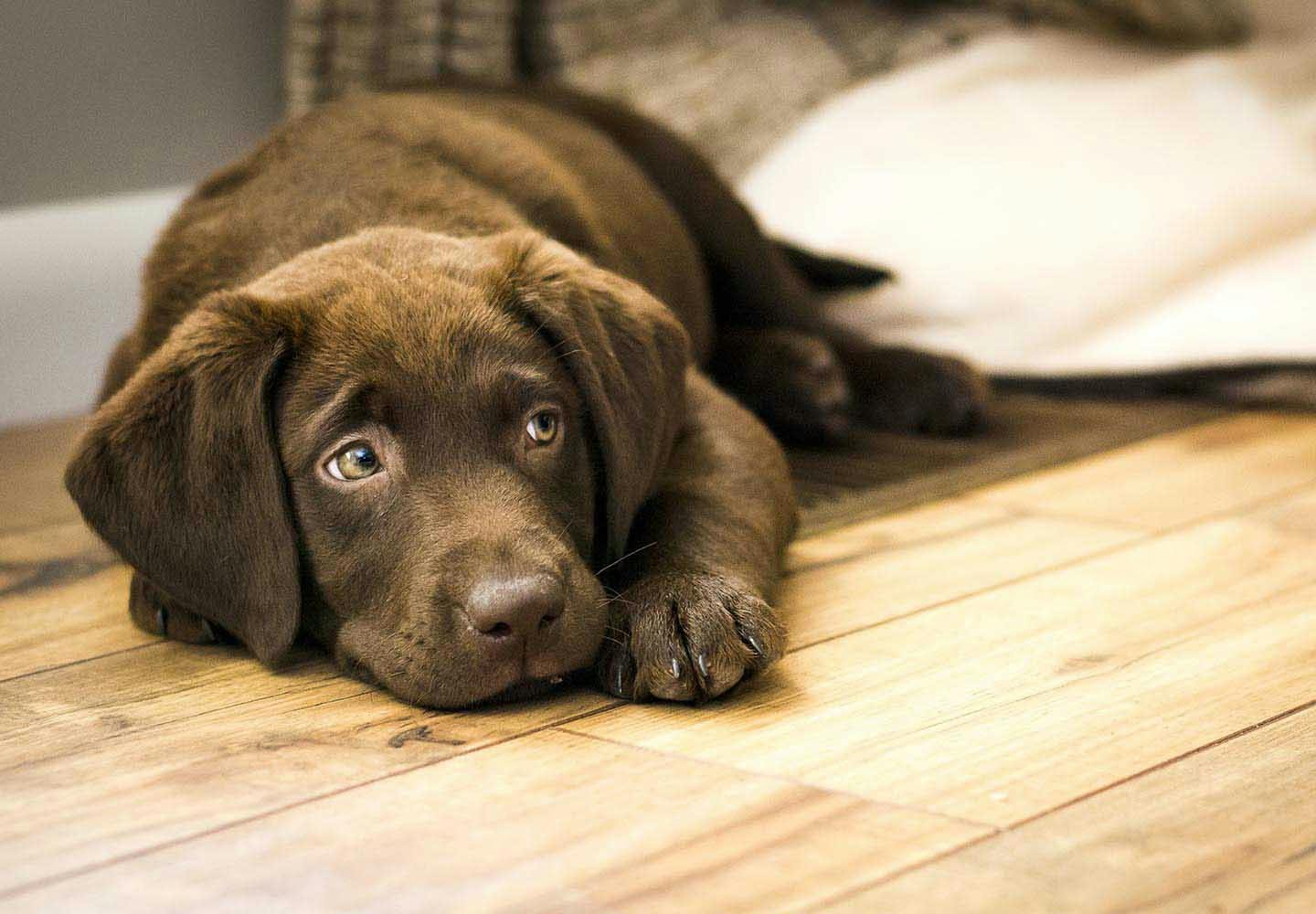 【獣医師監修】犬が床を舐める理由とは？行動の裏にある心理、やめさせる方法について解説
