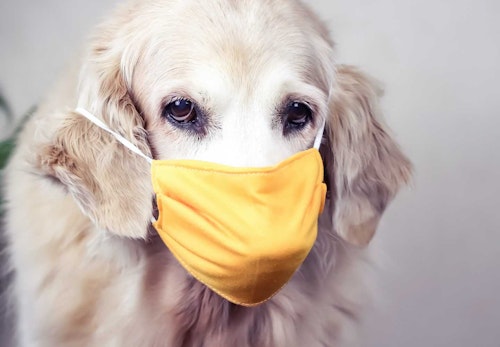 【獣医師監修】犬のアレルギー検査は必要？_犬、アレルギー検査