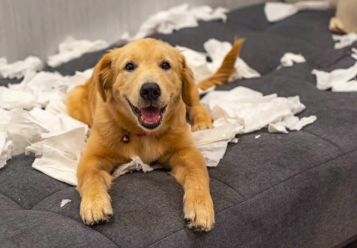 犬がティッシュを食べると危険 知っておきたい対処法や予防策を解説 獣医師監修 Communication コミュニケーション わんクォール