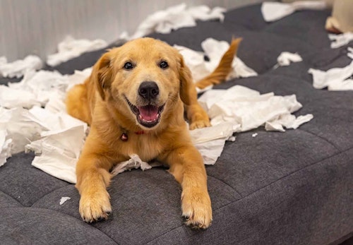 犬がティッシュを食べると危険 知っておきたい対処法や予防策を解説 獣医師監修 わんクォール