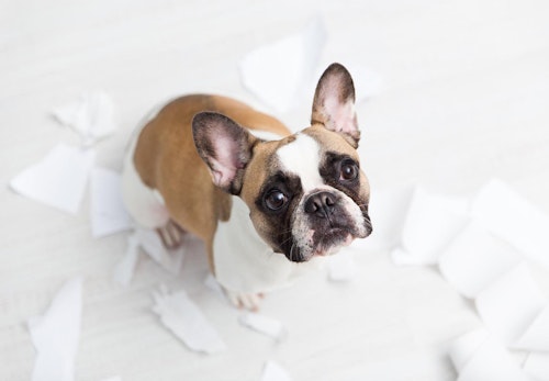 犬がティッシュを食べると危険 知っておきたい対処法や予防策を解説 獣医師監修 わんクォール 犬がティッシュを食べると危険 知っておきたい対処法や予防策を解説 獣医師監修 わんクォール