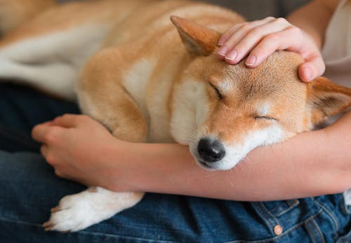 犬の妊娠から出産までに知っておきたいこととは 妊娠期間や症状 注意点について解説 獣医師監修 わんクォール