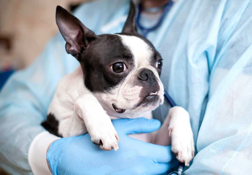 犬のアレルギー検査は必要 手順や料金などについて解説 獣医師監修 わんクォール 犬のアレルギー検査は必要 手順や料金などについて解説 獣医師監修 わんクォール