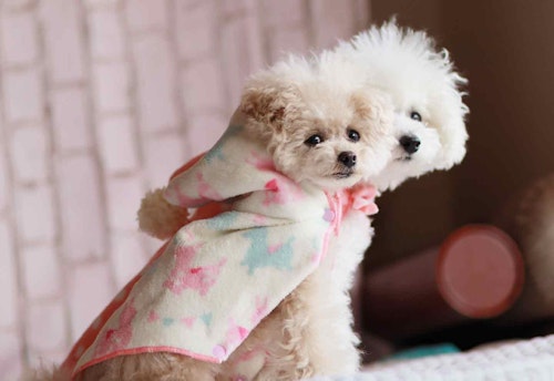 簡単15分 型紙不要 100均のタオルで愛犬用フード付きポンチョを手作りしよう わんクォール 簡単15分 型紙不要 100均のタオルで愛犬用フード付きポンチョを手作りしよう わんクォール