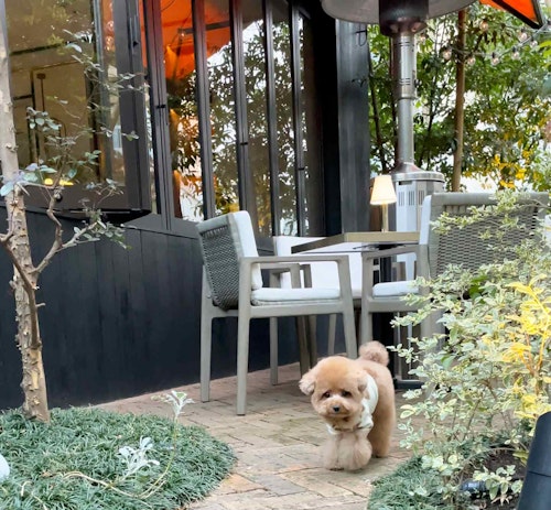 原宿 表参道 代々木 愛犬と一緒に行ける 犬スタグラマーがオススメするごはんも美味しいお店3選 わんクォール 原宿 表参道 代々木 愛犬と一緒に行ける 犬スタグラマーがオススメするごはんも美味しいお店3選 わんクォール